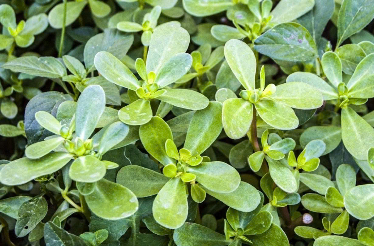 Rau sam cực dễ tìm ở Việt Nam. Rau sam cực dễ tìm ở Việt Nam.