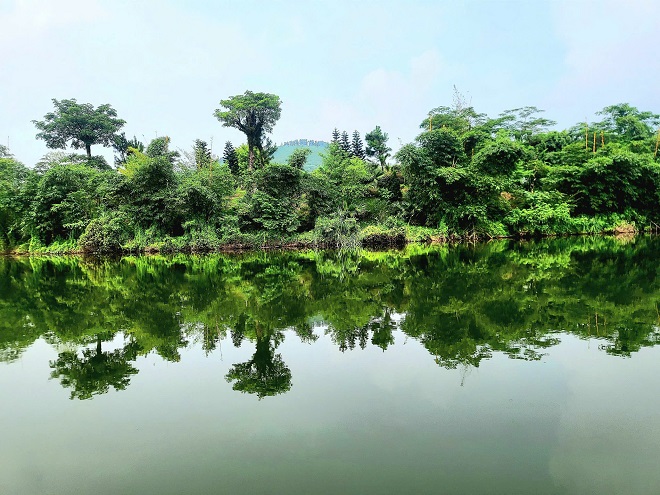 Khát vọng phủ những gò, những đảo trên mặt hồ bằng những cây chè, một thế mạnh về nông sản của địa phương Khát vọng phủ những gò, những đảo trên mặt hồ bằng những cây chè, một thế mạnh về nông sản của địa phương