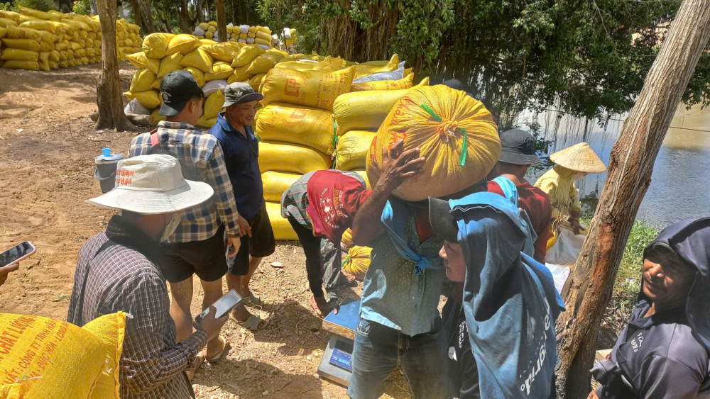 Nông dân thu hoạch lúa Hè Thu 2025 Nông dân thu hoạch lúa Hè Thu 2025