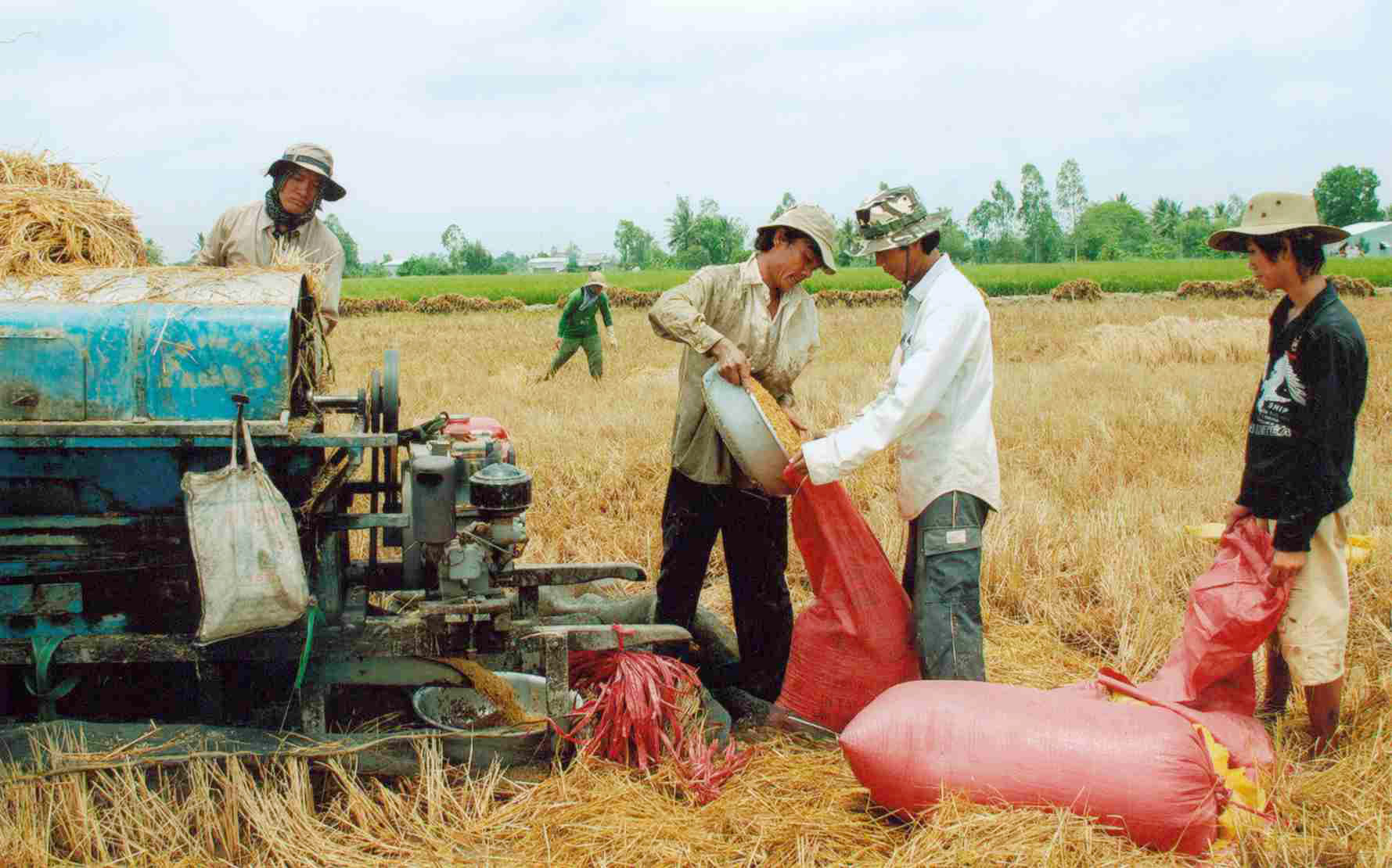 Giá lúa gạo hôm nay ngày 18/8: Biến động nhẹ. (Ảnh minh họa)