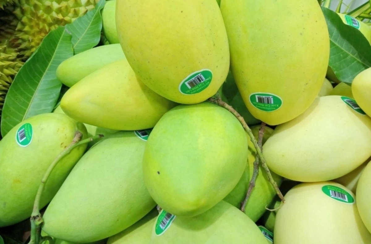 Xây dựng thương hiệu xoài xuất khẩu trên nền tảng chỉ dẫn địa lý