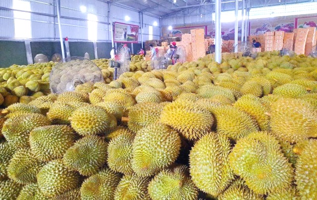 Tỉnh Đắk Lắk quyết tâm quản lý tốt sầu riêng vụ 2025 nhằm đáp ứng nhu cầu xuất khẩu.