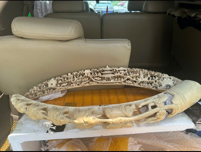 Công an Hà Nội khởi tố vụ buôn lậu ngà voi