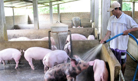 Giá heo hơi hôm nay 19/8: Thấp nhất tại miền Trung 55.000 đồng/kg