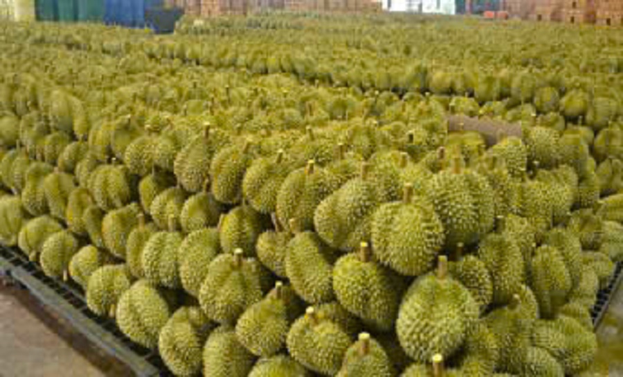 Sầu Thái loại A dao động từ 75.000 - 80.000 đồng/kg Sầu Thái loại A dao động từ 75.000 - 80.000 đồng/kg