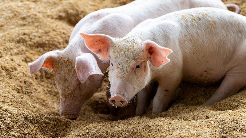 Giá heo hơi hôm nay thấp nhất tại miền Trung 55.000 đồng/kg