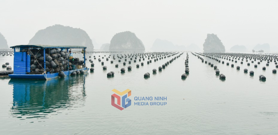 Các hộ dân, HTX thực hiện chuyển đổi phao xốp sang vật liệu đảm bảo theo Quy chuẩn địa phương.