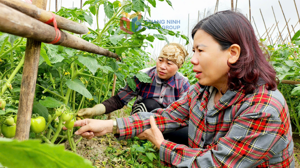 Quảng Ninh kiểm soát ô nhiễm môi trường trong sản xuất nông nghiệp