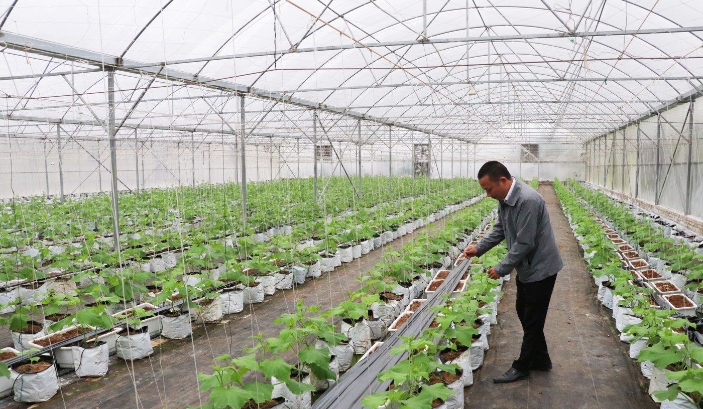 Bắc Ninh: Đẩy mạnh sản xuất nông nghiệp an toàn, mở rộng thị trường xuất khẩu