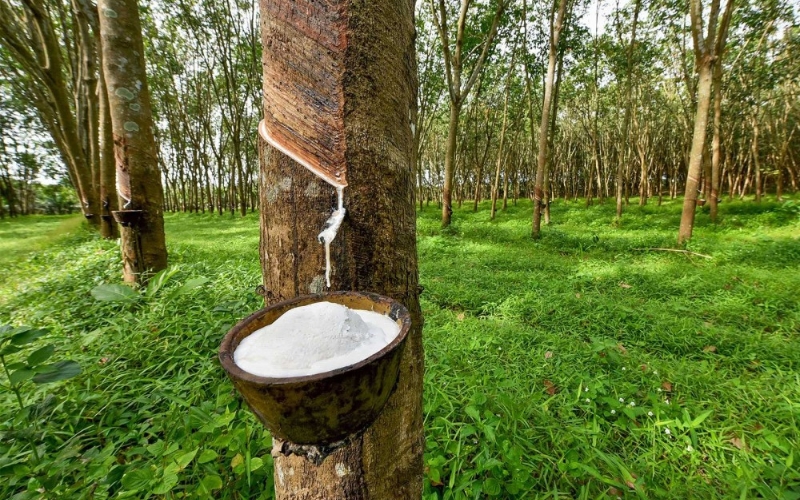 Giá cao su ngày 20/8: Tiếp tục biến động trái chiều trên các sàn giao dịch Châu Á