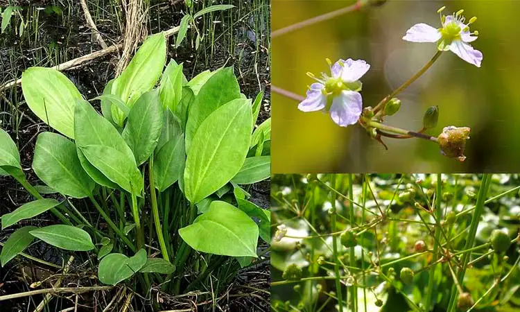 Viên uống thảo dược có thành phần chính từ trạch tả giúp hỗ trợ kiểm soát axit uric và ngăn ngừa biến chứng bệnh gút hiệu quả Viên uống thảo dược có thành phần chính từ trạch tả giúp hỗ trợ kiểm soát axit uric và ngăn ngừa biến chứng bệnh gút hiệu quả