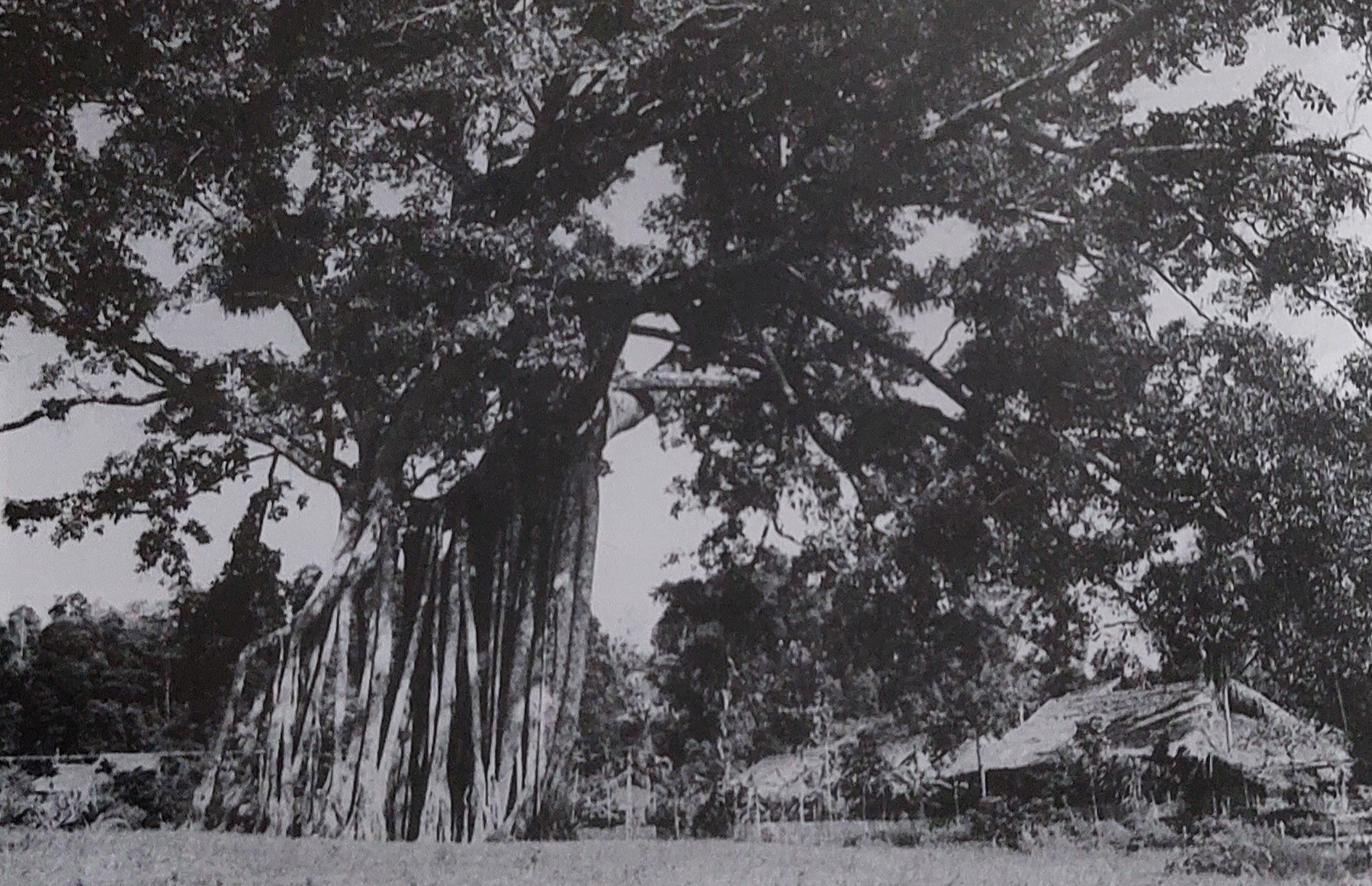 Cây đa Tân Trào. Tại đây, ngày 16/8/1945, đồng chí Võ Nguyên Giáp đọc Quân lệnh số 1 của Ủy ban khởi nghĩa. (Ảnh tư liệu: tuyenquang.dcs.vn)