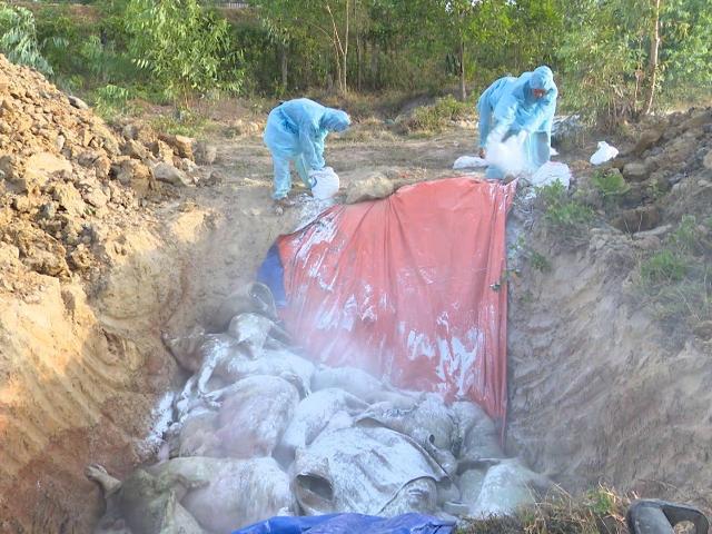 Quảng Trị: Hơn 54.000 con lợn buộc phải tiêu hủy vì dịch tả lợn Châu Phi