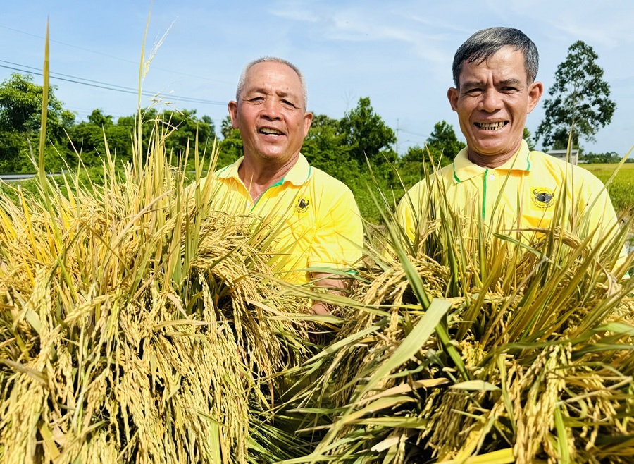 Nông dân phấn khởi nhờ canh tác lúa theo hướng giảm phát thải khí nhà kính.