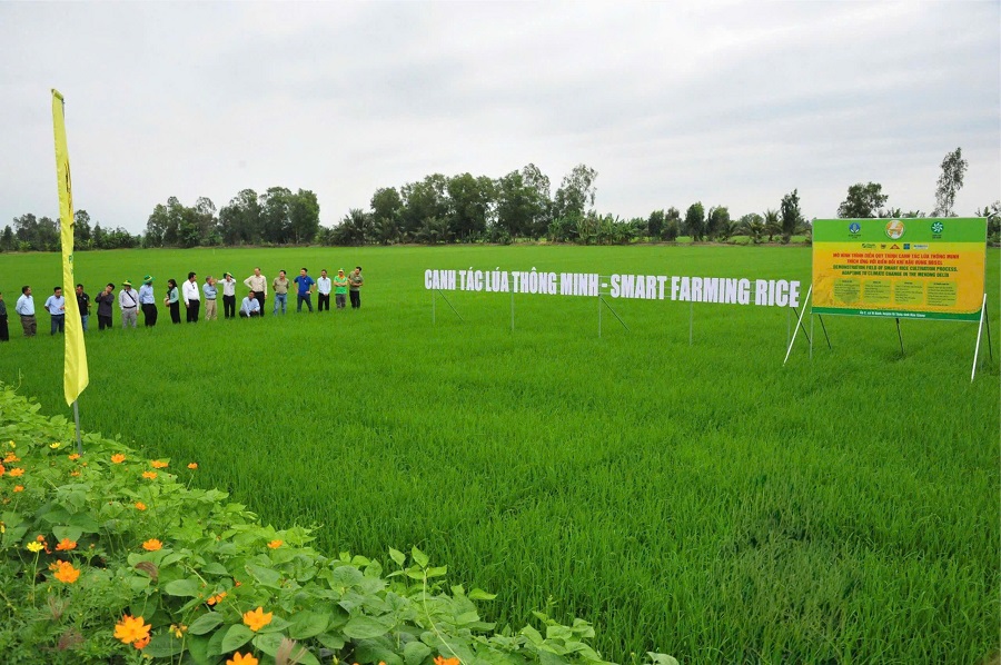 Mô hình canh tác lúa thông minh của Phân bón Bình Điền.