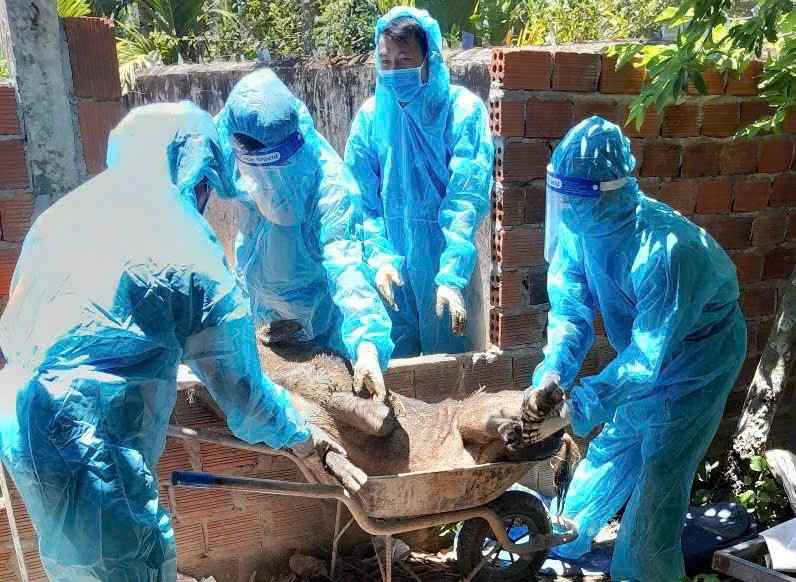 Lực lượng chức năng Quảng Ngãi đưa lợn bị bệnh đi tiêu hủy. (Ảnh: Nguyễn Ngọc - Hoài Văn)