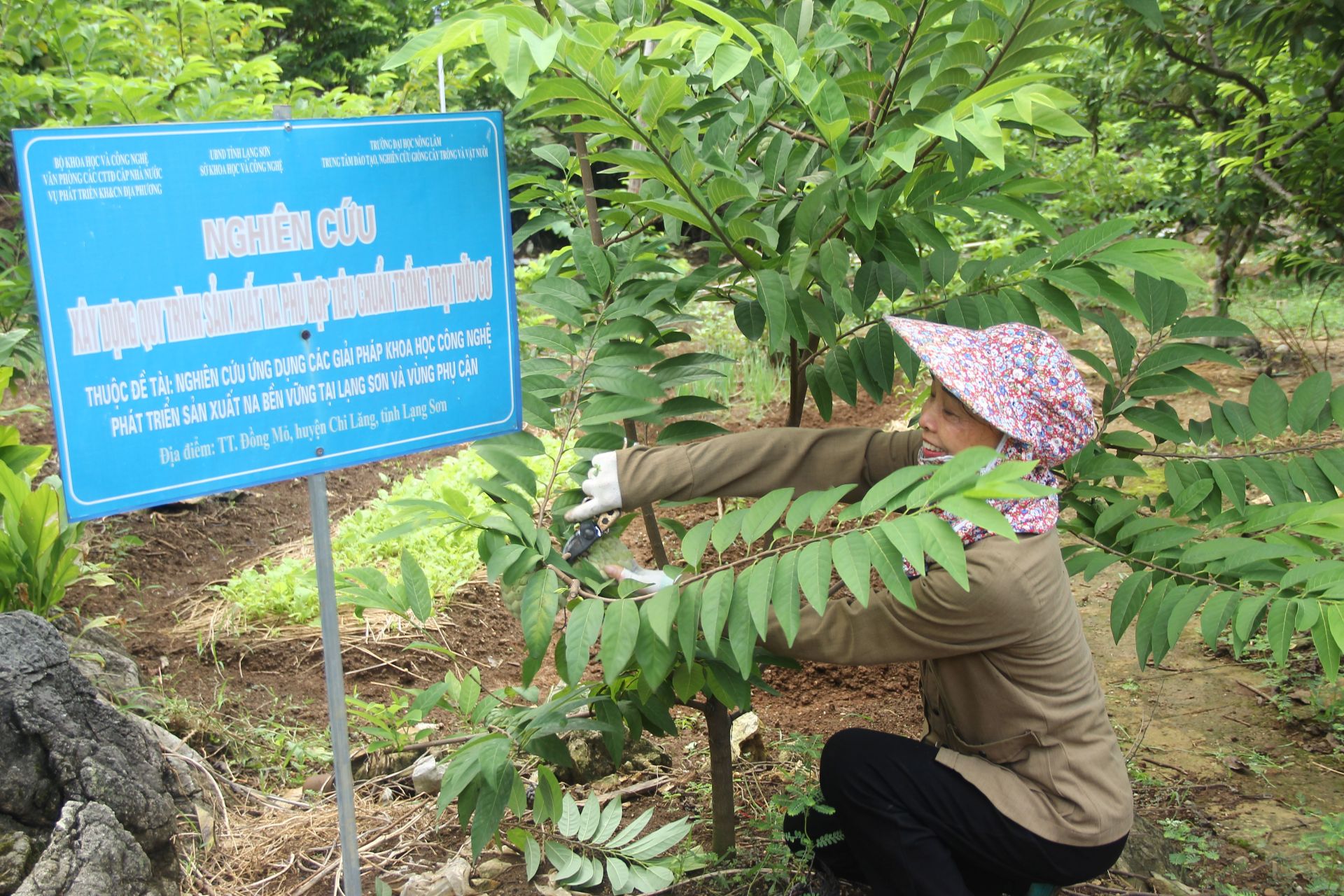 Nông dân xã Chi lăng, tỉnh Lạng Sơn thu hoạch Na