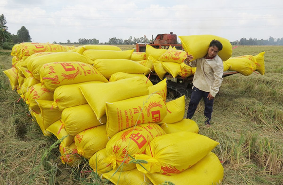 Giá lúa gạo hôm nay ngày 23/8: Biến động nhẹ. (Ảnh minh họa)
