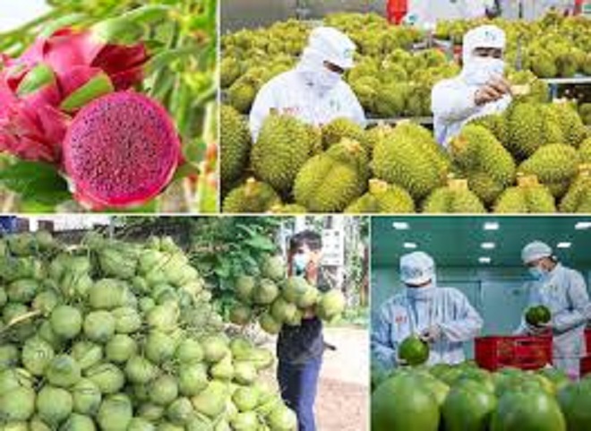 Bức tranh xuất khẩu rau quả 8 tháng đầu năm: Điểm sáng Mỹ và kỳ vọng bứt phá cuối năm