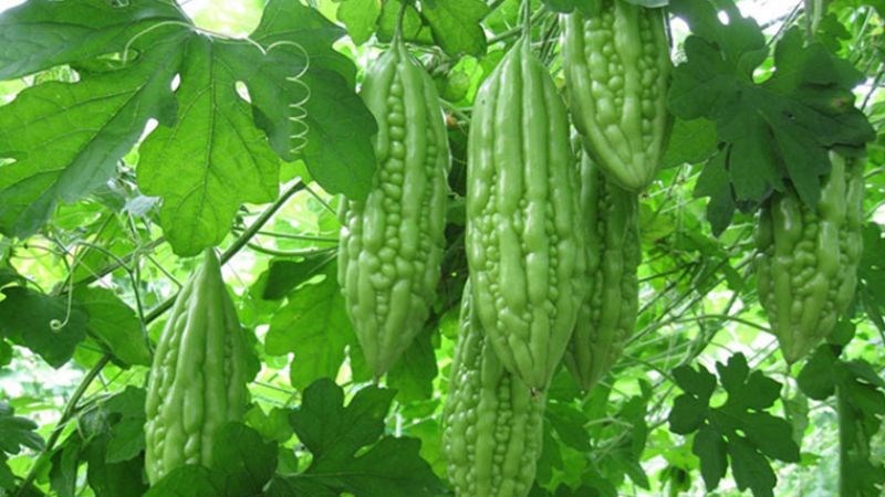 Mướp đắng và các tác dụng đặc biệt cho sức khỏe