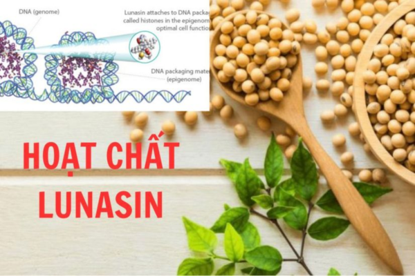Hoạt chất Lunasin chiết xuất từ đậu tương giúp tăng cường sức đề kháng cho người mắc khối u Hoạt chất Lunasin chiết xuất từ đậu tương giúp tăng cường sức đề kháng cho người mắc khối u