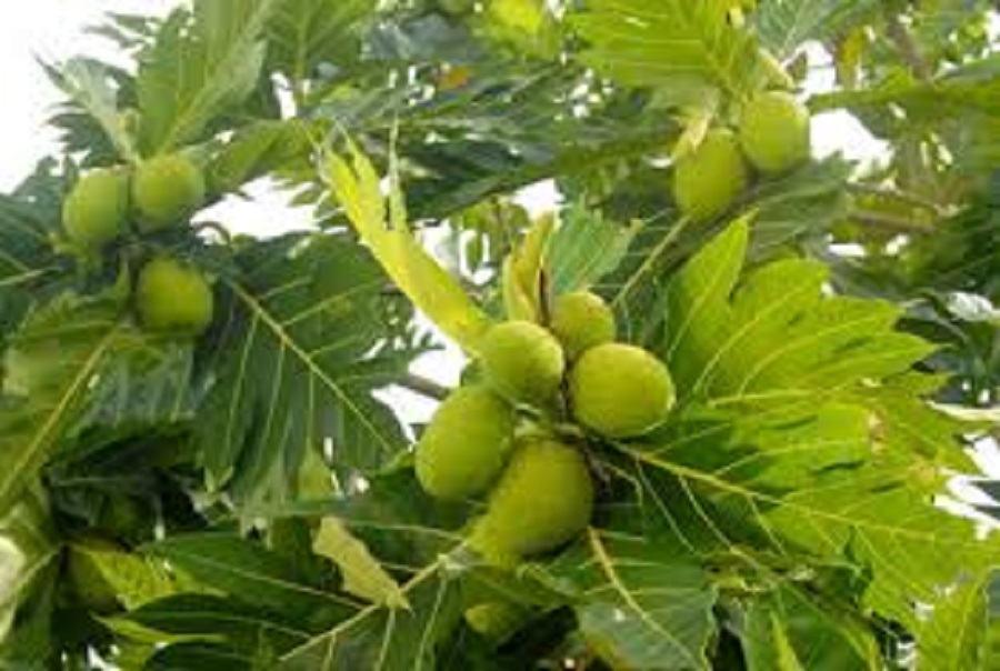 Quả Sa kê Việt Nam: Từ bóng mát tới đặc sản đắt đỏ