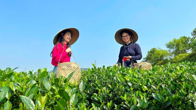 Thu hoạch chè tại vùng nguyên liệu trà của Hợp tác xã Trà Sơn Dung, tỉnh Thái Nguyên. (Ảnh NHƯ TRANG)