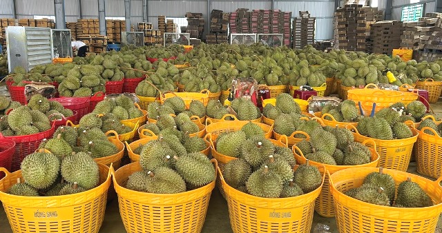 Sầu riêng mang lại nhiều lợi thế cho ngành nông nghiệp tỉnh Đắk Lắk.