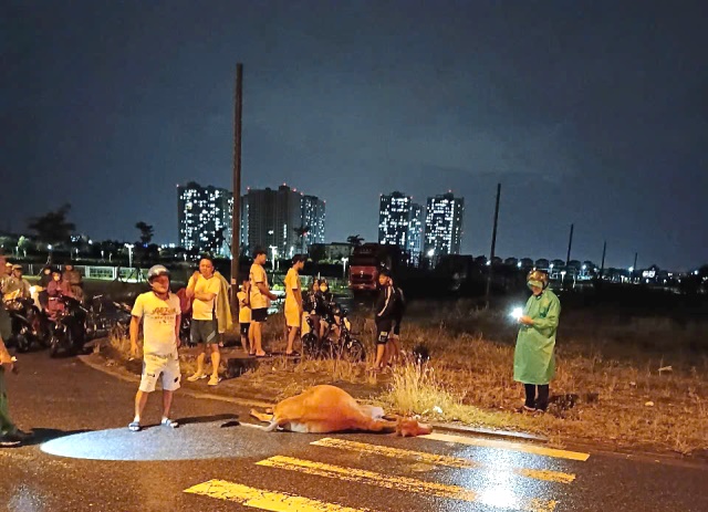 Đà Nẵng: Tông vào bò thả rông, bò chết tại chỗ, nam thanh niên gãy chân đưa đi cấp cứu