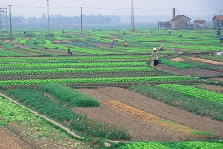 Doanh nghiệp có được chuyển đất trồng cây lâu năm thành đất ở?