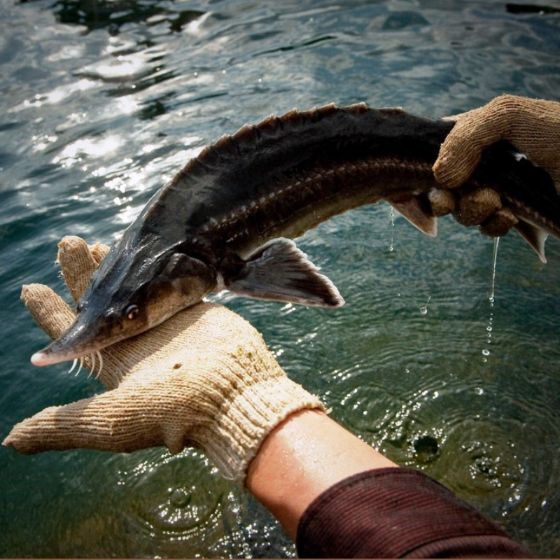 Tin vui: Việt Nam xếp thứ 6 thế giới về sản lượng sản xuất cá tầm