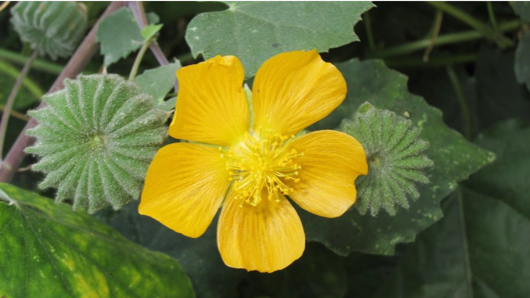 Sử dụng cây cối xay tốt cho người bị ù tai, suy giảm thính lực