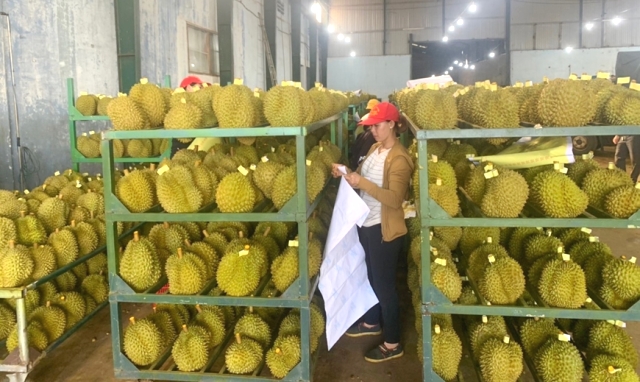 Kiểm tra chất lượng sầu riêng tại thị xã Buôn Hồ.