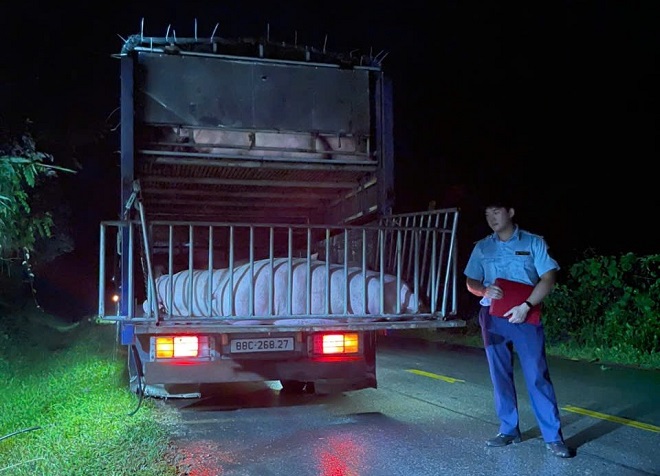 Vận chuyển lợn qua vùng dịch tại Cao Bằng: Lái xe bị phạt 5,5 triệu đồng dù kết quả xét nghiệm âm tính