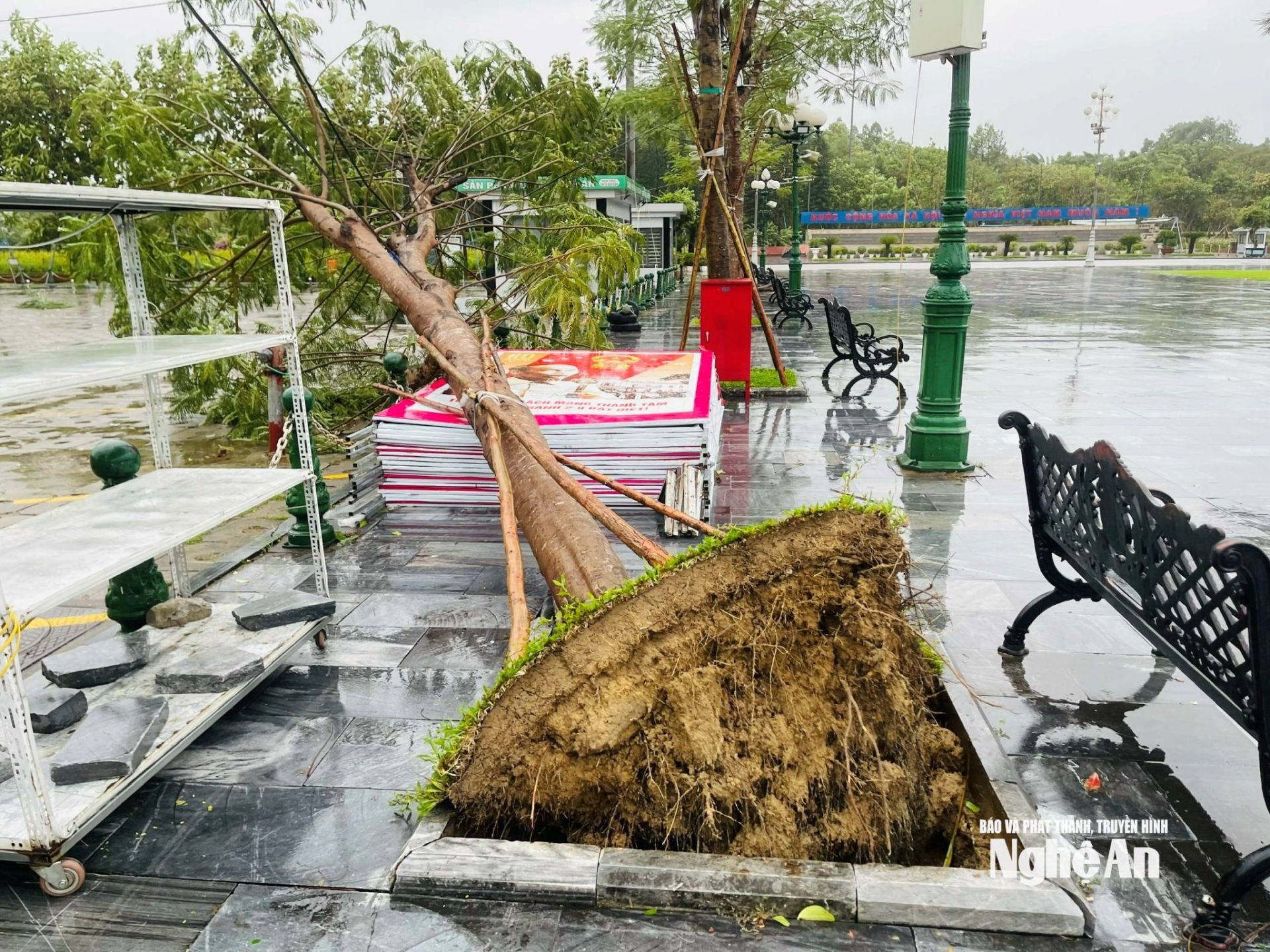 Cây xanh lâu năm tại Quảng Trường Hồ Chí Minh dù đã được chống đỡ nhưng vẫn đổ rạp. Ảnh: Quang An