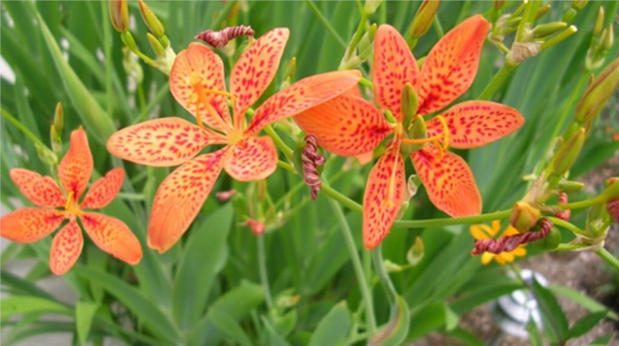 Rẻ quạt là thảo dược giúp hỗ trợ cải thiện viêm thanh quản