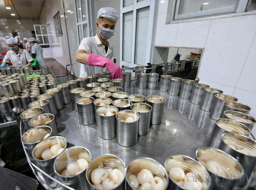 Nhờ thực hiện đường lối đổi mới, Việt Nam từ một nước nghèo nàn, kết cấu hạ tầng kinh tế - xã hội lạc hậu đã trở thành nước đang phát triển có thu nhập trung bình, hội nhập sâu rộng vào nền kinh tế khu vực và toàn cầu. Trong ảnh: Chế biến vải thiều của Công ty CP XNK thực phẩm Toàn Cầu (Lục Ngạn, Bắc Giang) xuất khẩu sang thị trường EU, Hàn Quốc, Nhật Bản, Úc... Ảnh: Danh Lam - TTXVN