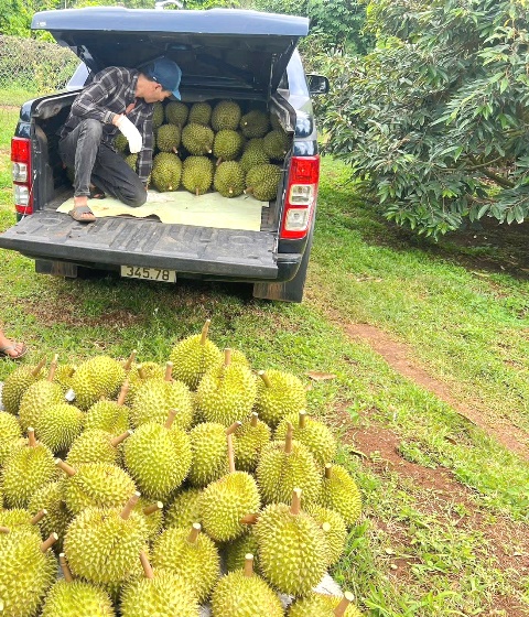 Sầu riêng Đắk Lắk vào vụ thu hoạch