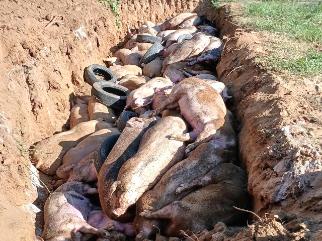 Gia Lai: 9 xã, phường đủ điều kiện công bố hết dịch tả heo châu Phi