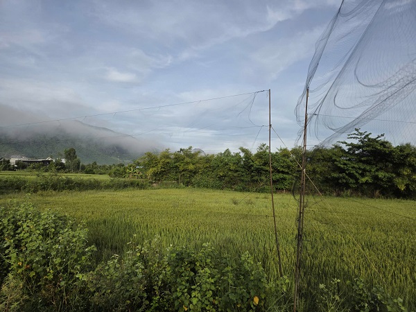 Lưới tàng hình mà các đối tượng xấu giăng chi chít để bẫy chim Yến tại cánh đồng xã Suối Hiệp ( khu vực xã Suối Tiên cũ)