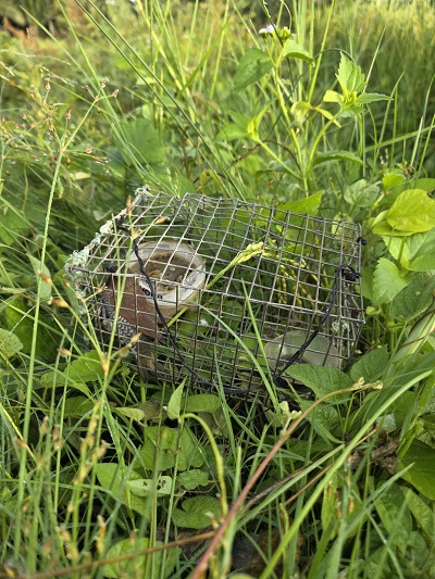 Lồng chim mồi mà các đối tượng săn bắt trái phép dùng dể dẫn dụ chim khác sa lưới tàng hình