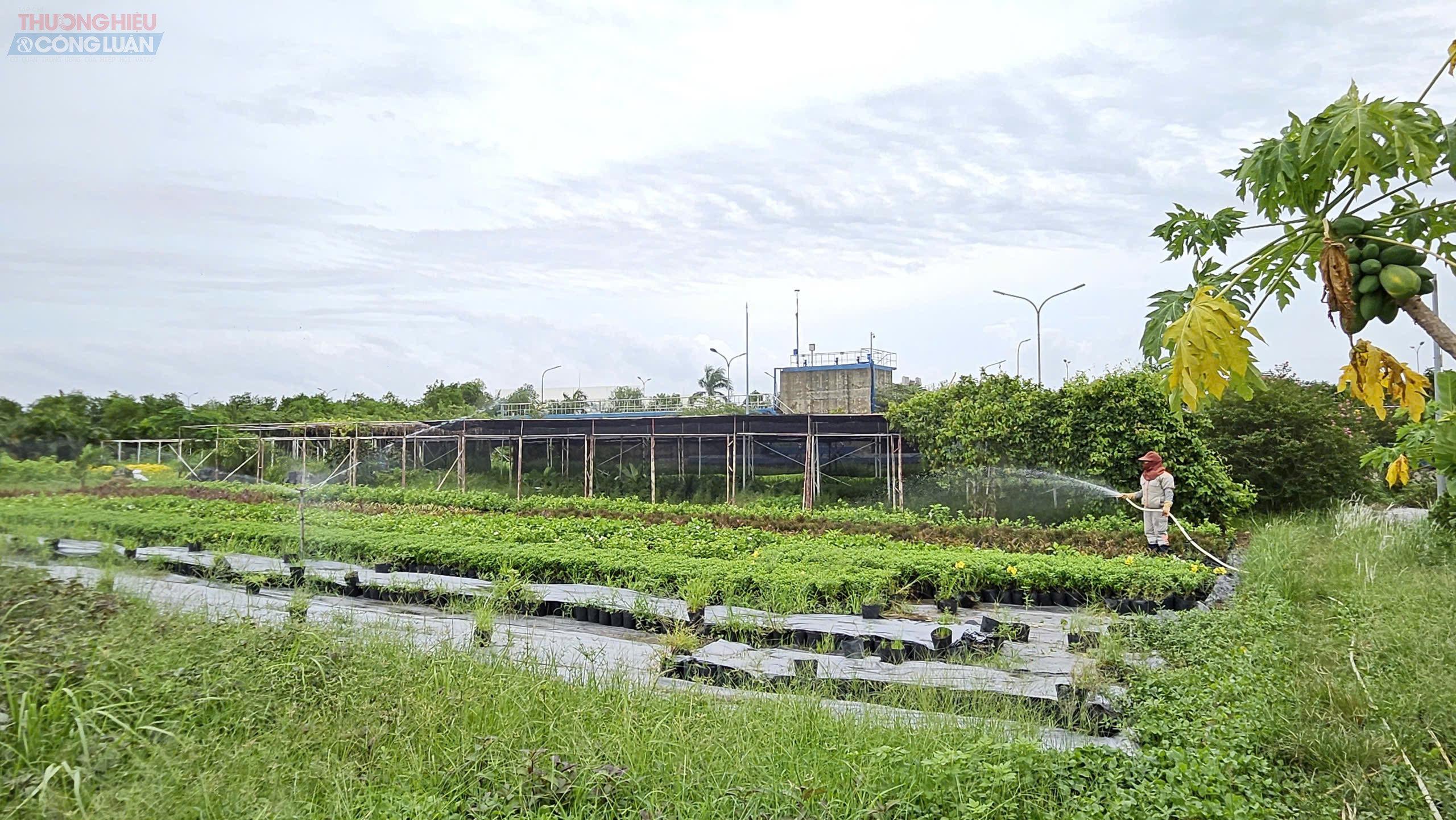 Nước thải sau khi xử lý được tái sử dụng trong việc tưới cây trong vườn ươm tại DEEP C 1 Nước thải sau khi xử lý được tái sử dụng trong việc tưới cây trong vườn ươm tại DEEP C 1