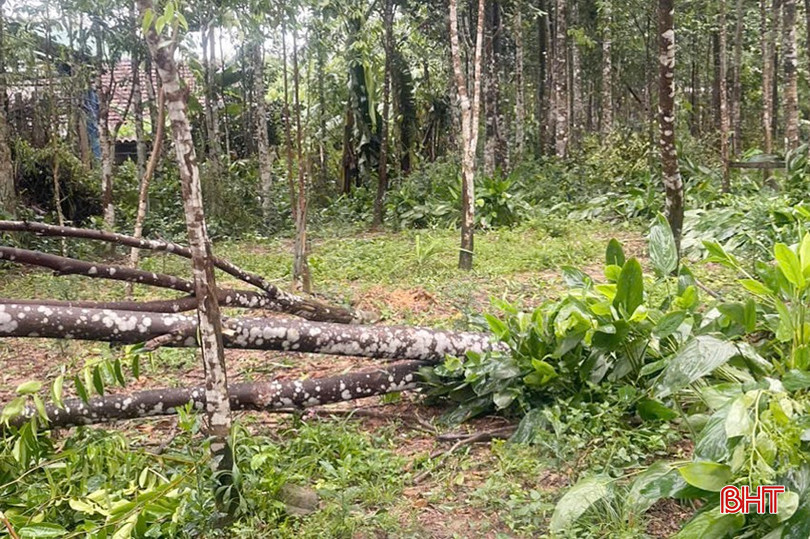 Hơn 23.500 cây dó trầm bị gãy, nghiêng đổ thiệt hại nặng nề cho người dân Phúc Trạch.