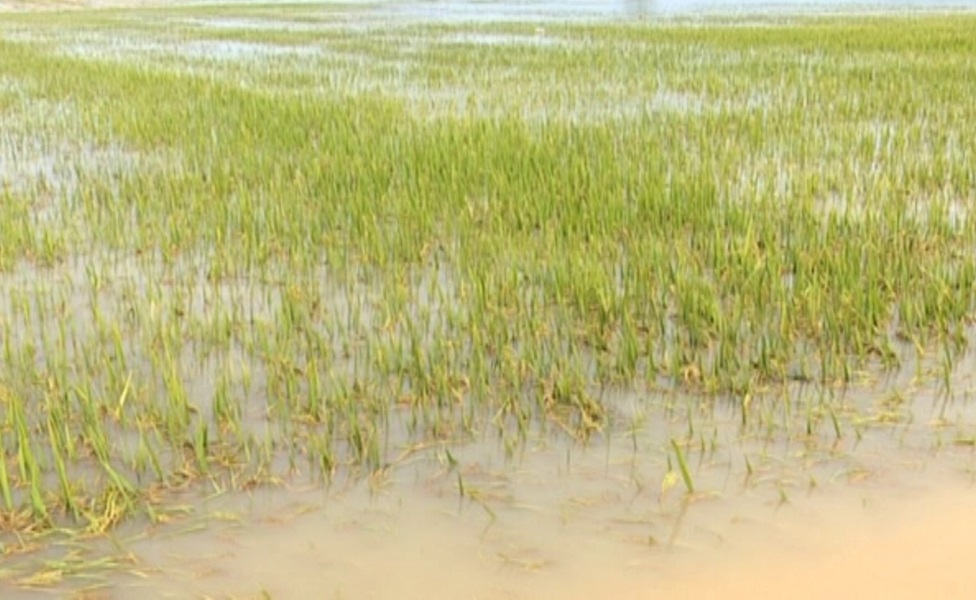 Hơn 1.100ha lúa tại Hưng Yên bị ngập úng do hoàn lưu bão số 5