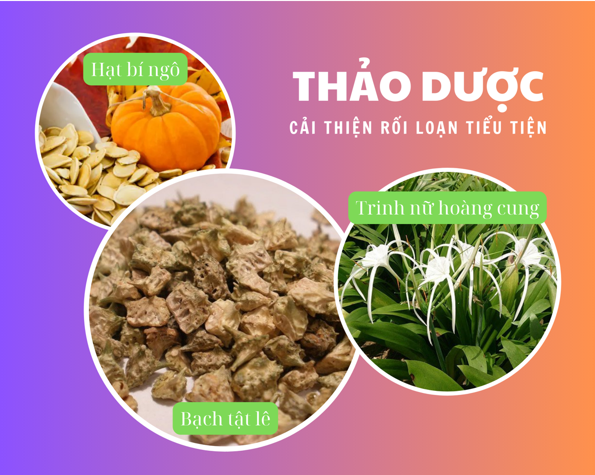 Thảo dược giúp kiểm soát tình trạng tiểu nhiều lần tiểu ít Thảo dược giúp kiểm soát tình trạng tiểu nhiều lần tiểu ít