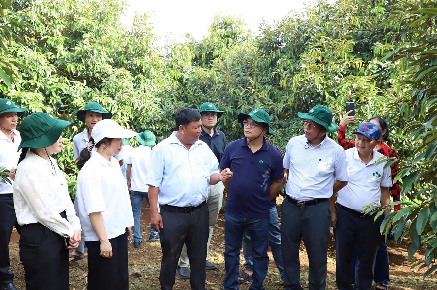 Mùa vàng trong vườn sầu riêng Pơng Drang