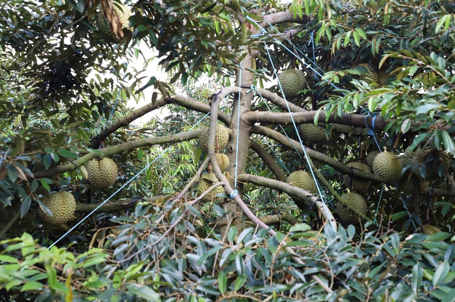 Những trái sầu riêng căng tròn trĩu nặng ẩn mình dưới tán lá dày bóng mượt