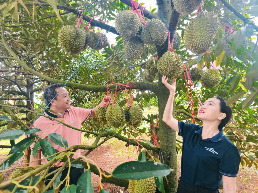 Hứa hẹn mùa vàng bội thu