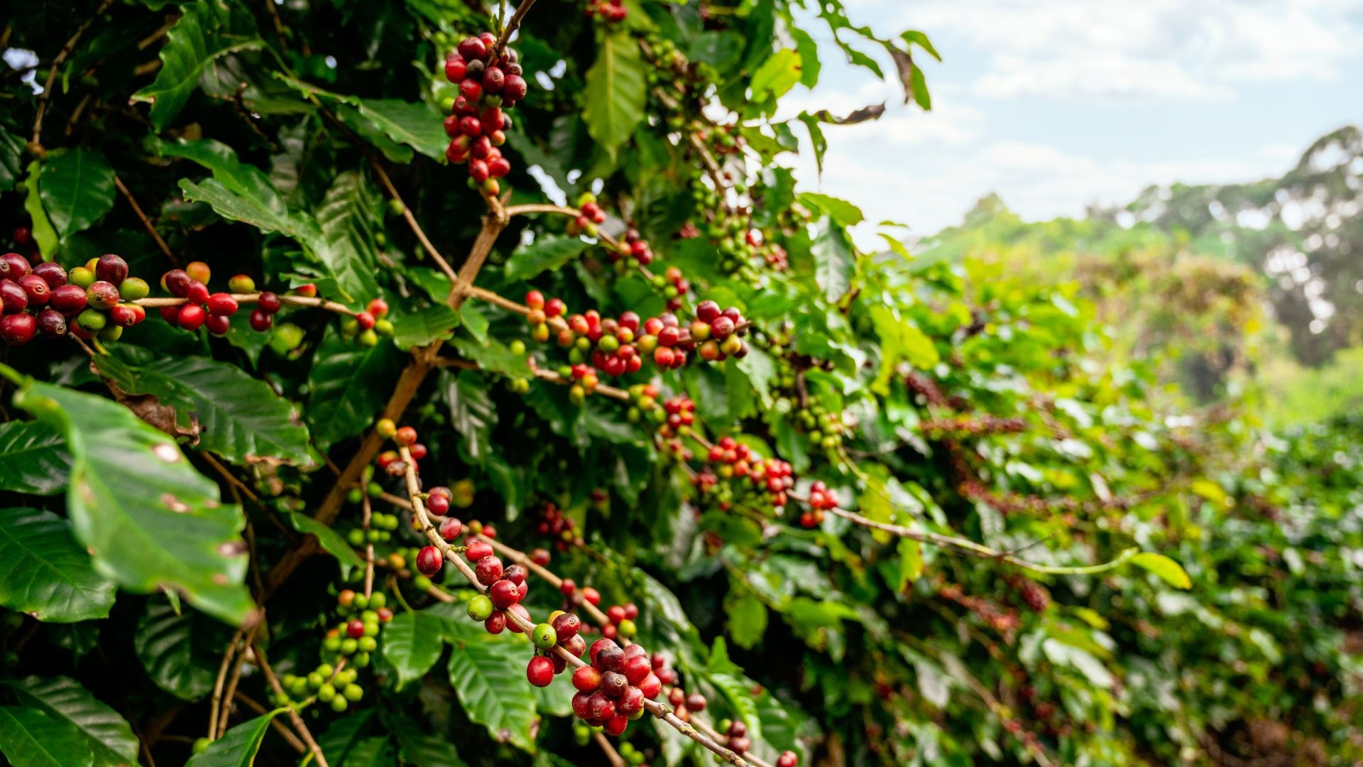 Cà phê thế giới khan hiếm, Việt Nam có phá vỡ kịch bản ‘được mùa mất giá’?