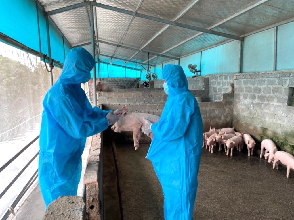 Ninh Bình tiếp tục tăng cường biện pháp phòng, chống bệnh Dịch tả lợn châu Phi